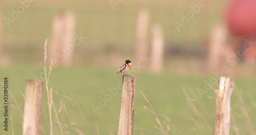 chant nuptial du tarier pâtre