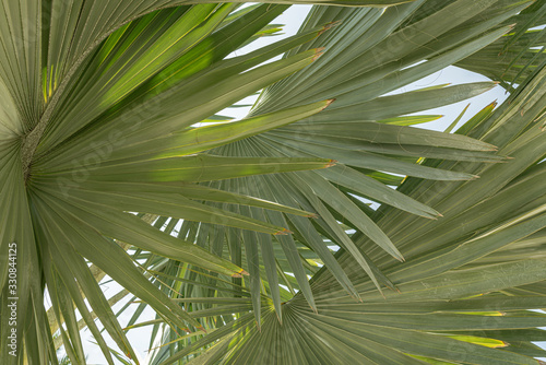 Tropical palm leaves Green leaves of Sabal trees 