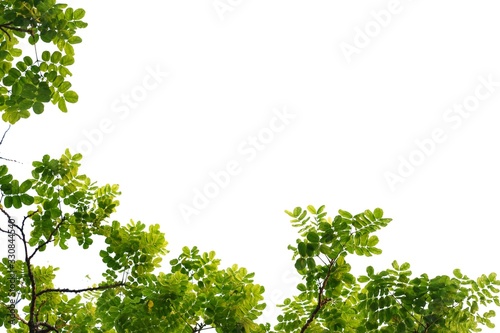 Tropical tree leaves with branches on white isolated background for green foliage backdrop 