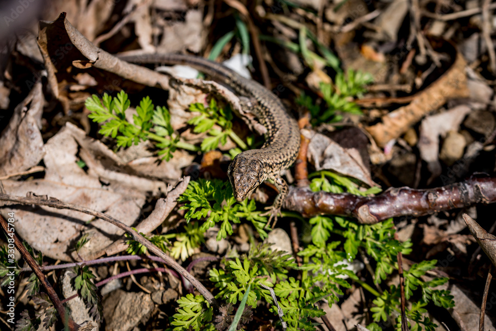 Green lizard on leaves in the middle of the field. Green lizard on leaves in the middle of the field.