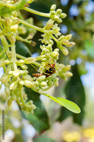 Wasp On Avocado Blossoms photo