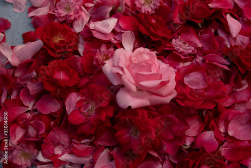 carpet of pink roses and petals