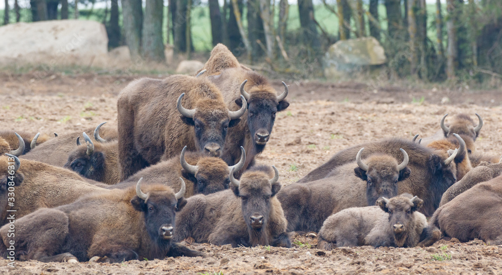 European bison (Bison bonasus) herd resting European bison (Bison bonasus) herd resting