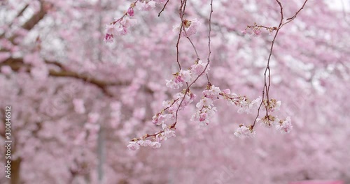cherry blossom branch in spring in the wind