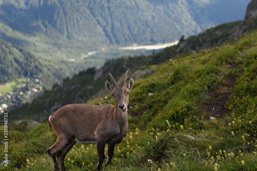 ibex in the mountains