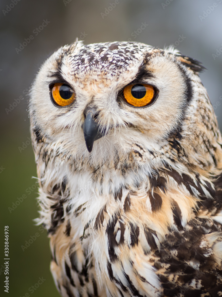 Close up portrait of big beautiful owl with big eyes Close up portrait of big beautiful owl with big eyes