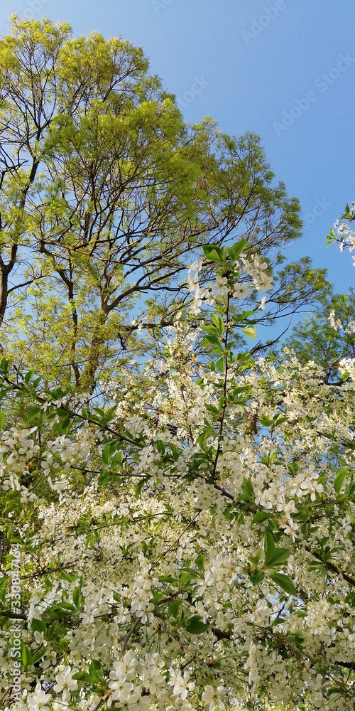 white foam of delicate petals of cherry flowers against a background of blue sky and flowering tree branches. Bright spring floral background filled with sunlight. The mood of happiness, joy, positive white foam of delicate petals of cherry flowers against a background of blue sky and flowering tree branches. Bright spring floral background filled with sunlight. The mood of happiness, joy, positive