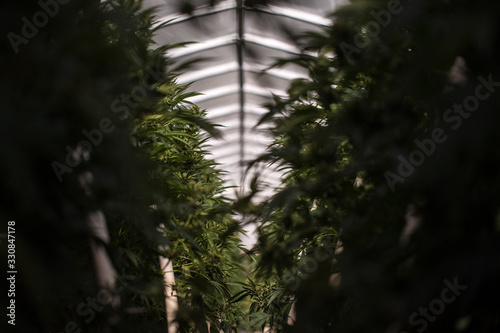 Marijuana Farm Industry - weed and commercial cannabis 