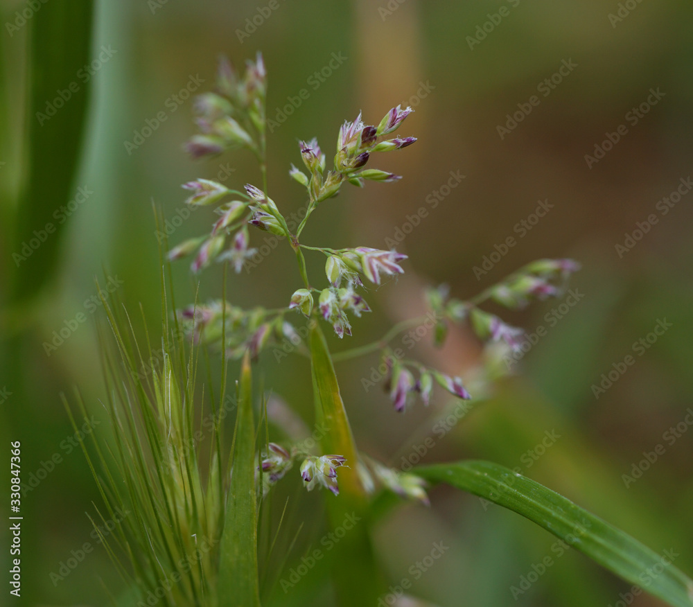 Obraz premium purple flowers in the garden grass