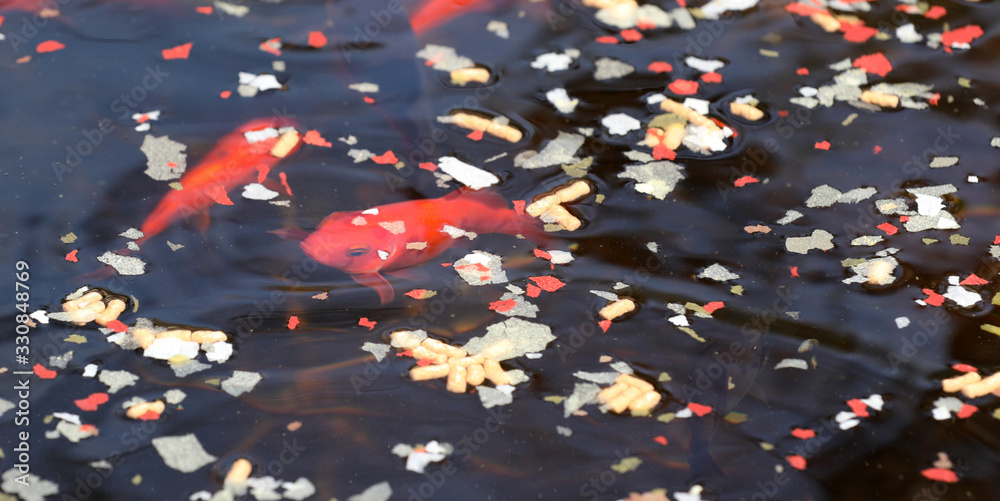 Goldfische im Teich Stock Photo Adobe Stock