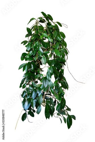Ivy, liana, creeping plant. houseplant for home and office isolated on white background