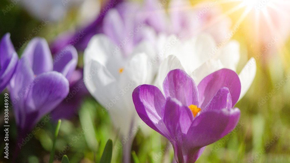 Spring awakening background - Blossoming purple white crocuses on a green meadow illuminated by the morning sun, with space for text Spring awakening background - Blossoming purple white crocuses on a green meadow illuminated by the morning sun, with space for text