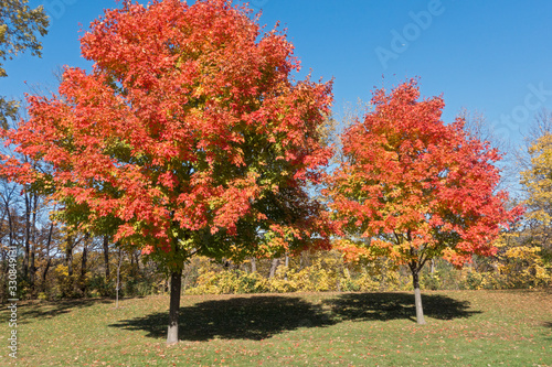 Pair of maple trees touched by Jack Frost with leaves turning red. West River Parkway, Minneapolis Minnesota MN USA