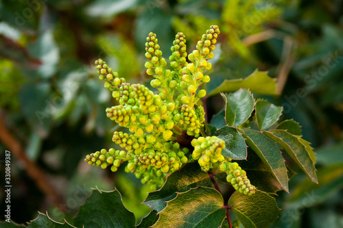 Green Flower