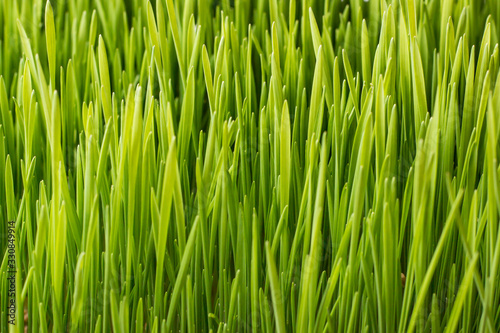 Fresh green grass close up shot from above