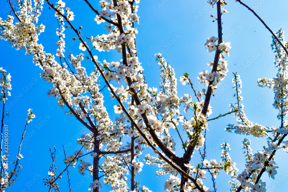 White plum blossoms in a sunny spring day against blue sky White plum blossoms in a sunny spring day against blue sky
