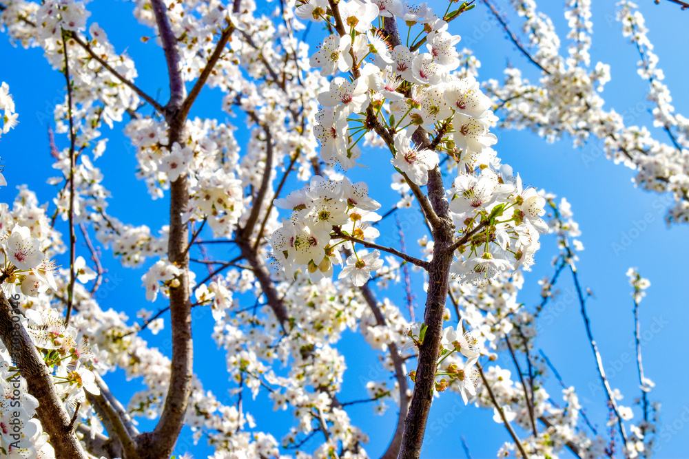 White plum blossoms in a sunny spring day against blue sky