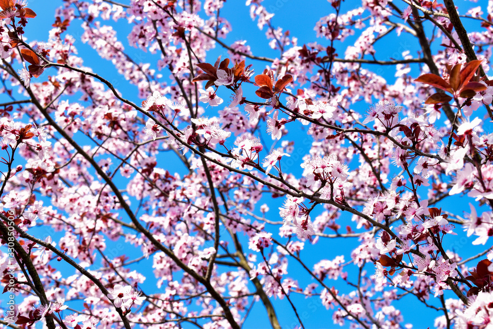Pink Japanese cherry blossoms in a sunny spring day against blue sky Pink Japanese cherry blossoms in a sunny spring day against blue sky