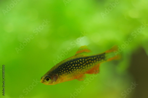 Danio margaritatus nano fish in aquarium