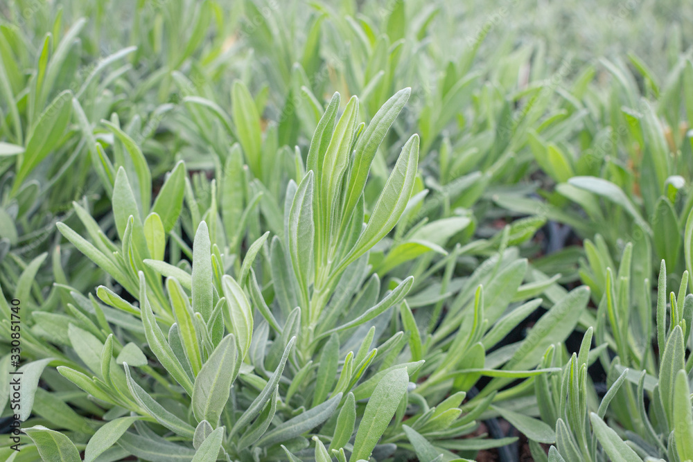 Obraz premium Foliage