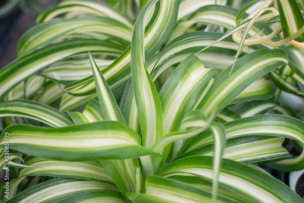 Spider Plant
