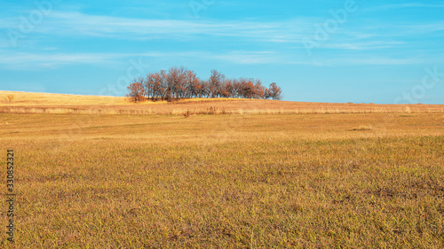 Autumn landscape with a group of trees