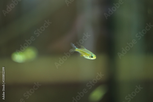 Microdevario kubotai tropical fish in aquarium photo