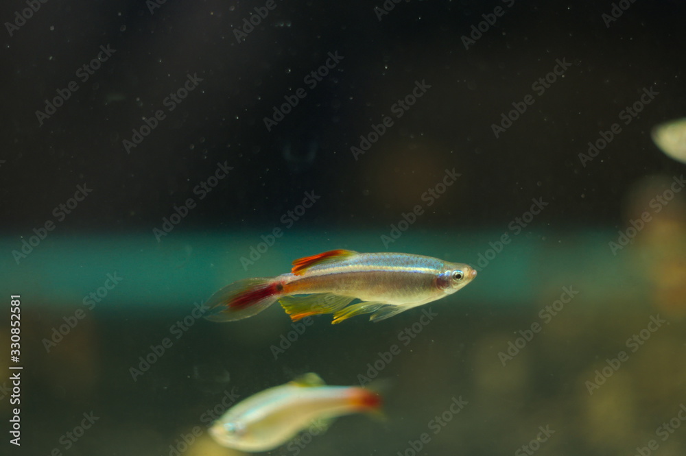 Tanichthys albonubes tropical fish in aquarium Tanichthys albonubes tropical fish in aquarium