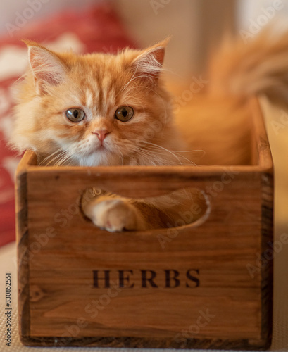Persian chinchilla kitten in a wooden box