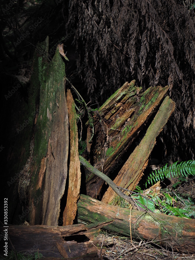 Fototapeta premium Douglas fir tree stump