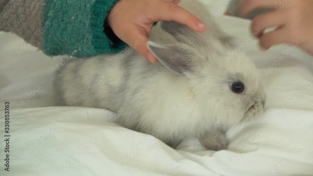 Children hands are caressing tenderly a cute grey fluffy little rabbit Children hands are caressing tenderly a cute grey fluffy little rabbit