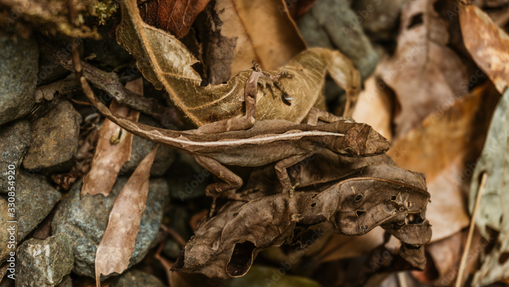 lizard camouflaged in a leaf litter lizard camouflaged in a leaf litter