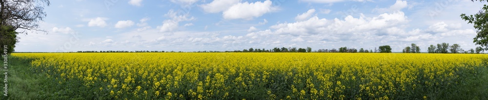 Panoramic view. Beautiful rural landscape. Alfalfa yellow field on blue sky with white clouds background