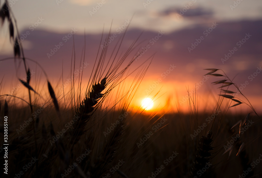 Bright sunset over  barley field