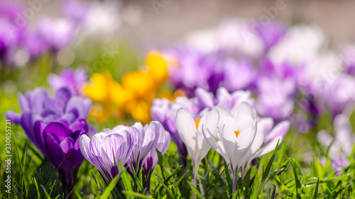 Spring awakening background - Blossoming purple white crocuses on a green meadow, with space for text © Corri Seizinger