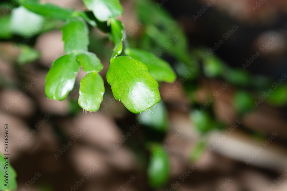Green leaves of a home plant. potted succulent Green leaves of a home plant. potted succulent
