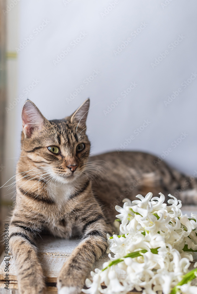 portrait of a tabby cat lying on a wooden background with a white hyacinth flower