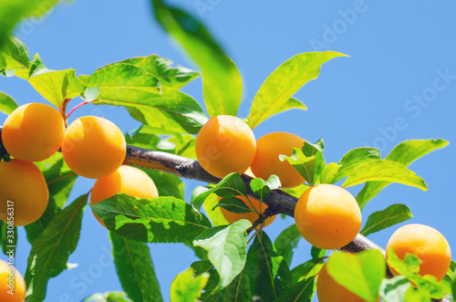 Cherry-plums hanging from a tree branch in orchard