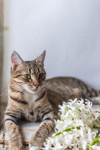 Fototapeta Naklejka Na Ścianę i Meble -  portrait of a tabby cat lying on a wooden background with a white hyacinth flower