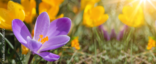 Spring awakening background banner panorama - Blossoming purple and yellow crocuses on a green meadow illuminated by the morning sun, with space for text