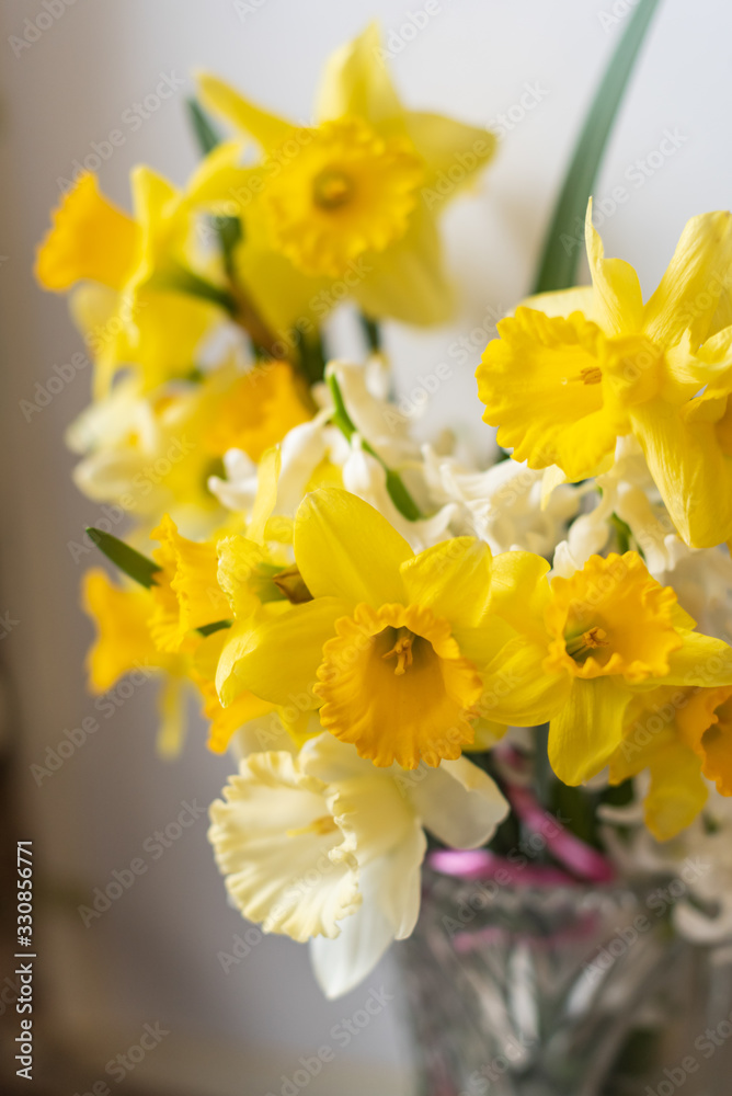 spring yellow daffodils in a vase on a white background.