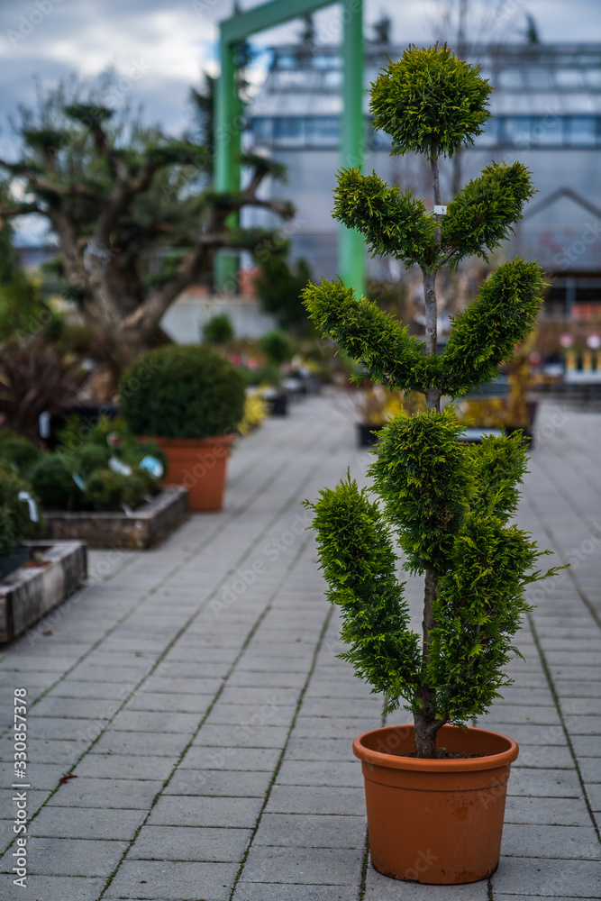 Evergreen shrubs formed for bonsai, spirals, balls and pyramids. Evergreen shrubs formed for bonsai, spirals, balls and pyramids.