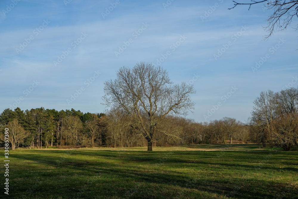 bare tree on a meadow in spring with trees in the background