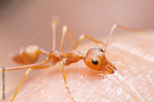 Red Ant or Green Tree Ant. Red ant biting human skin for self-defense or self-protection from human.