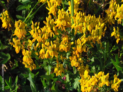 Genista tinctoria, english dyers greenweed or dyers broom, yellow blooming wild shrub, used for producing a yellow dye, wild plant