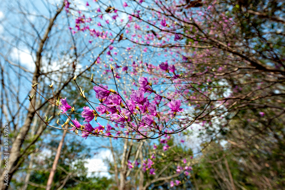 Pink azalea in blooming in Japan