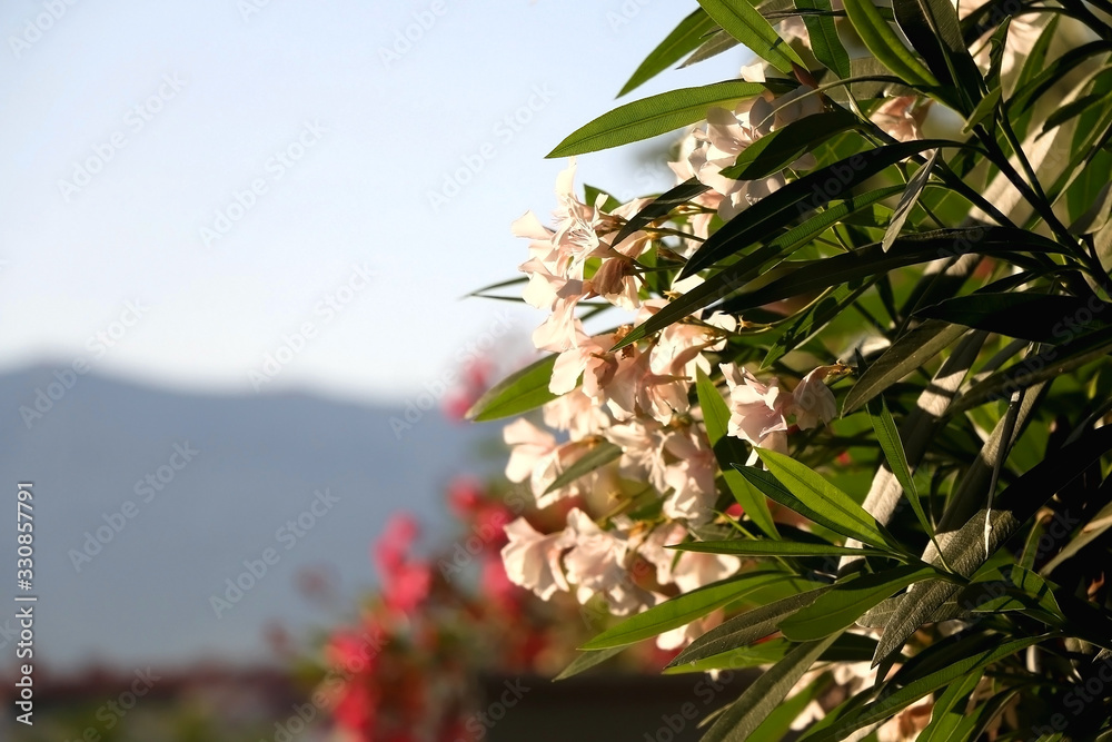 Obraz premium Pastel pink oleander flowers illuminated by warm sunset light. Selective focus.