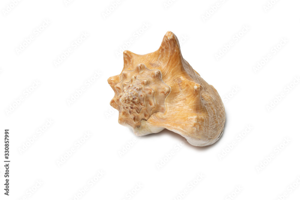 Large sea shell polished by the sea varnished as a gift Large sea shell polished by the sea varnished as a gift