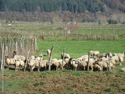 bagnoli irpino photo