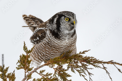 Northern Hawk Owl Perched at the Top of Eevergreen tree in Winter photo